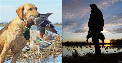 Duck Hunting With A Camera | Grand View Outdoors