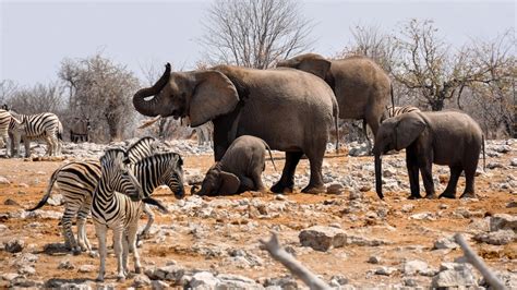 Stunning Wildlife Found in Namibia's Desert