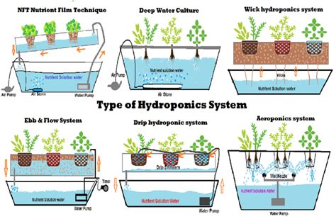 6 Type of DIY Hydroponic Systems and their Growing Media