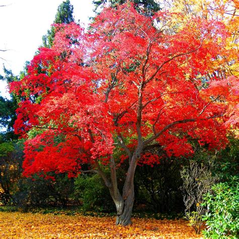 Japanese Red Maple Urn, Grow a Tree from Ashes, Cremation Maple Tree ...