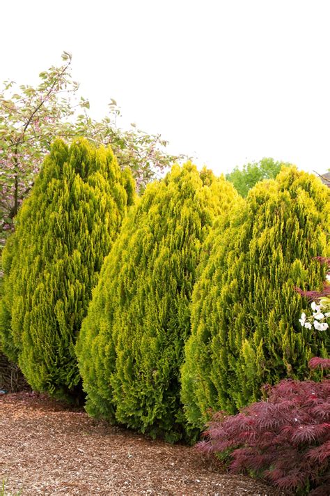 Dwarf Golden Arborvitae | Arborvitae tree, Evergreen shrubs, Monrovia plants