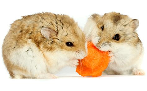 A Complete Dwarf Hamster Care Guide, From Feeding To Housing And More