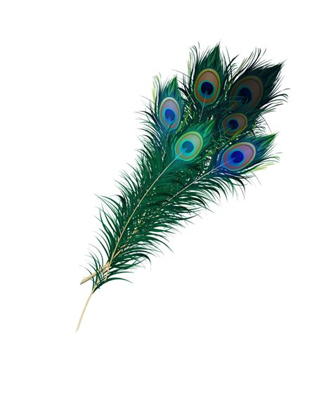 Peacock Feather PNG Images Transparent Free Download