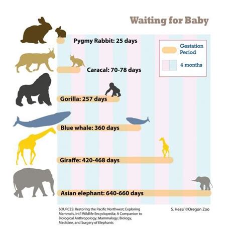 lion gestation period in months Gestation mammals longest sharks frilled educacion