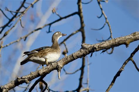 Female Wood Duck Flying in a Cloudy Sky Stock Photo - Image of white, blue: 63417682