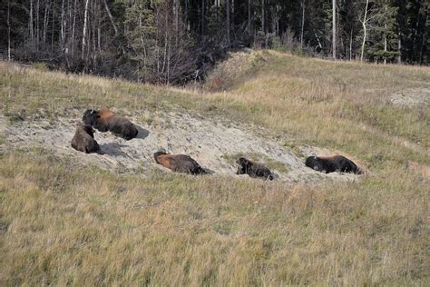 Herd of Wild Bison in Canada's North 1 Photograph by James Cousineau ...