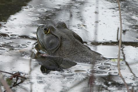 American Bullfrog Natural Habitat Photograph by Kathy Gallow | Fine Art ...