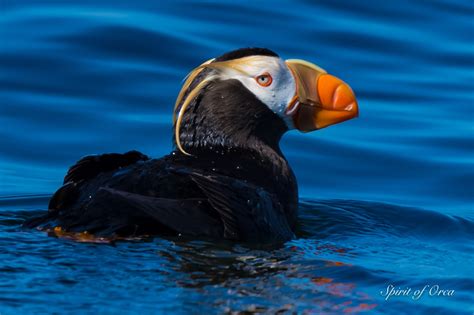 Salish Sea Marine Life - Spirit of Orca