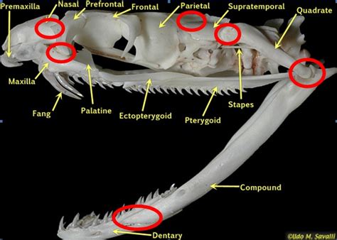 Biology of the Reptilia: Blog Entry 6: Serpentes/Ophidia: Brad and Michele