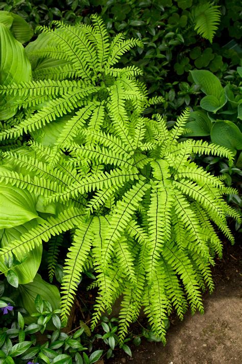 American Maidenhair Fern | Maidenhair fern, Plants, Shade garden