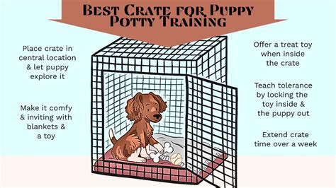 Secrets To The Best Crate For Puppy Potty Training - PetsVisor