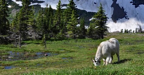 Experts lay out the plan for protection of National Parks from Invasive ...