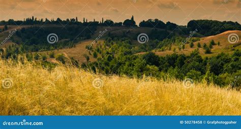 Steppe and forest stock photo. Image of tree, country - 50278458