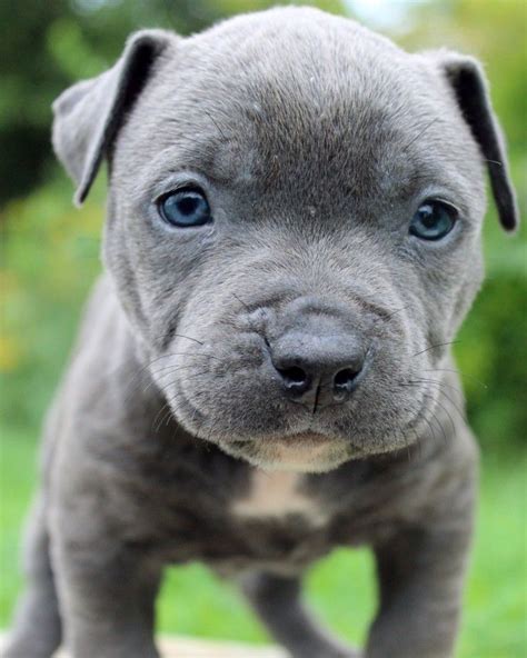 Pin on Bluefirepits -blue pitbull puppies for sale - blue nose pitbull ...