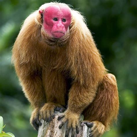 This Red-Faced Monkey Isn't Blushing