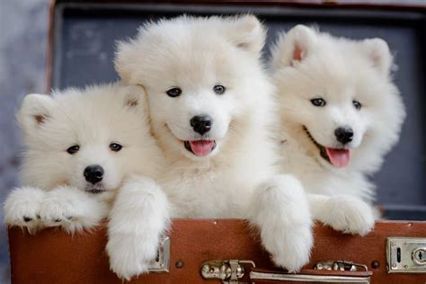 10 Incredible Samoyed Facts - A-Z Animals