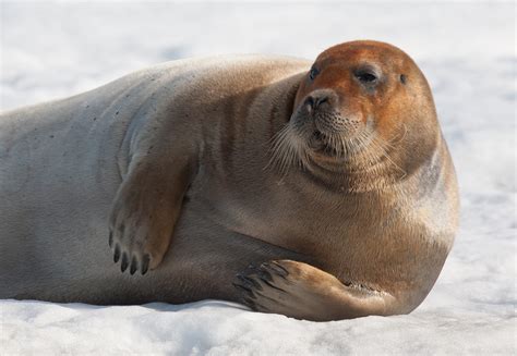 Seal : Wild Grey Seal Caught Clapping On Camera For The First Time Wildlife The Guardian | jaimeinpc