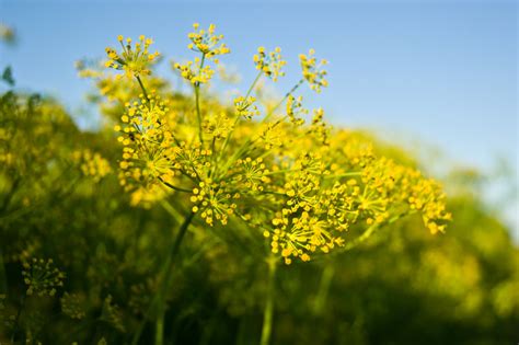 Bouquet Dill - Heirloom – Hometown Seeds