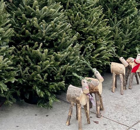 The 2023 Guide to Christmas Trees in North Brooklyn - Greenpointers