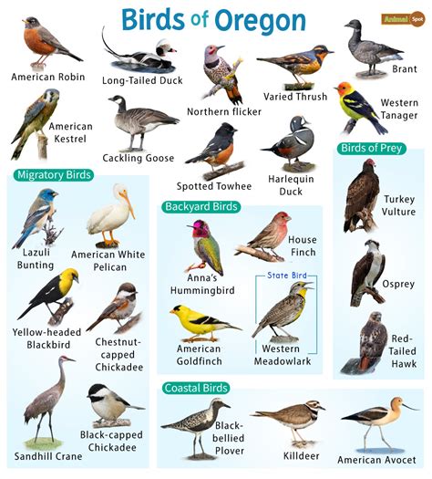 List of Common Birds Found in Oregon – Facts with Pictures