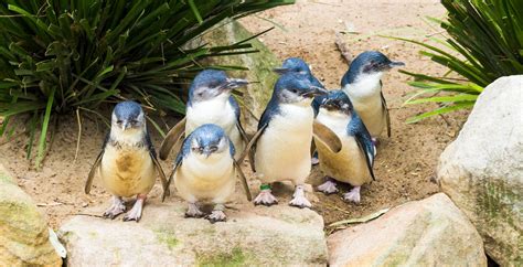 See not just one or two but hundreds of waddling, 12-inch-tall, furry-looking fairy penguins ...