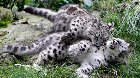 Michigan zoo plays cupid with snow leopards to produce cubs