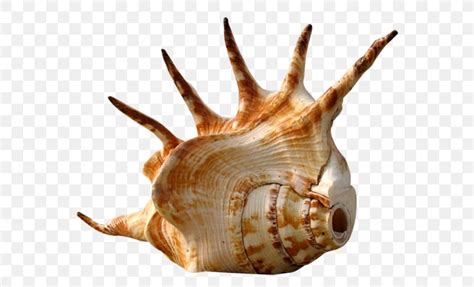 Gastropods Seashell Sea Snail Gastropod Shell, PNG, 600x498px ...