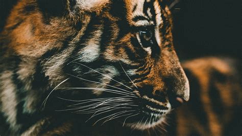 Download wallpaper 1920x1080 tiger cub, cub, muzzle, profile full hd ...