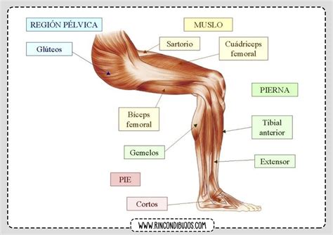 Musculos Pierna Humana - Rincon Dibujos