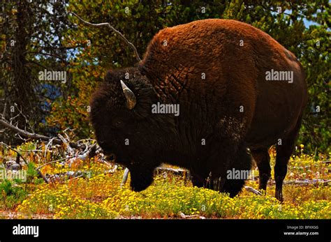 Wild bison in the Yellowstone national park during summers Stock Photo ...