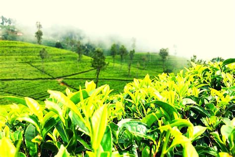 Tea Plantations In Sri Lanka: The 7 Best Tea Factory Tours