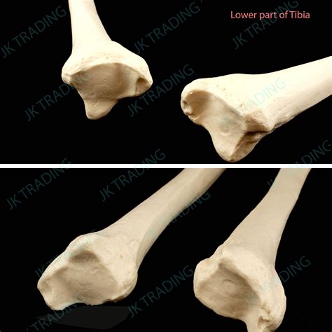 Anatomical Human Tibia Bone Model Left and Right Leg Skeleton Anatomy