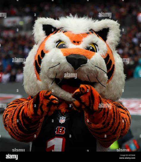 Who Dey the Cincinnati Bengals Mascot Stock Photo - Alamy