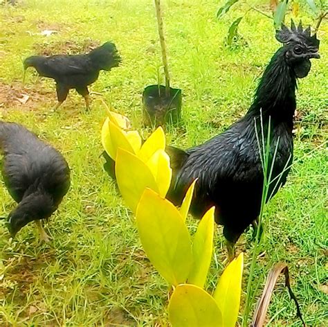 Ayam Cemani - Cemani Farms