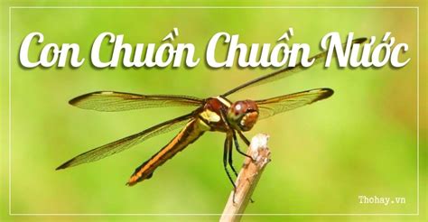 Con Chuồn Chuồn Nước Lớp 4 [Nội Dung Tập Đọc + Soạn Bài]