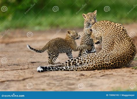 Leopard Cubs Playing with Mother in Masai Mara, Kenya Stock Image ...