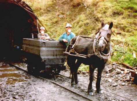 Pit Ponies | Coal mining, Pony, Head protection