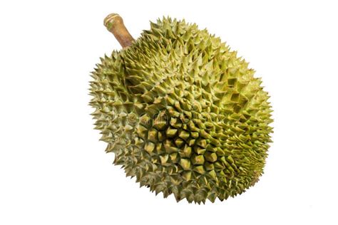 Durian Thai Fruit stock photo. Image of freshness, delicious - 94492980