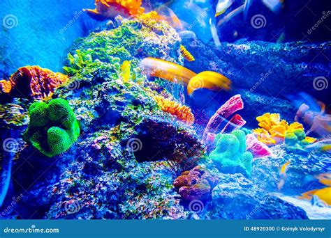 Singapore aquarium stock photo. Image of saltwater, nature - 48920300