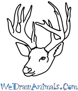 How to Draw a Buck Deer Face