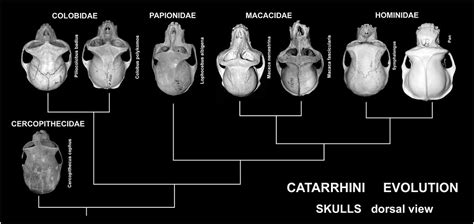 Catarrhini - Alchetron, The Free Social Encyclopedia