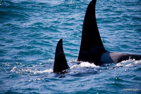 Protecting Orca Whales: 4 Actionable Steps for Conservation