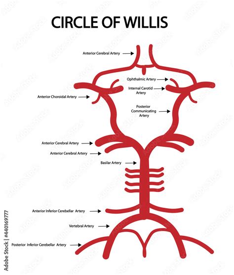 Illustrazione Stock Circle of Willis Anatomy structures. Arterial ...