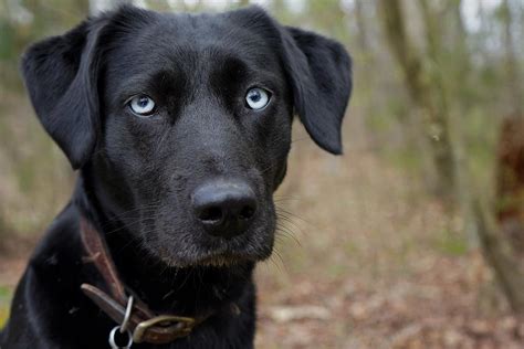 Black Lab Puppies With Blue Eyes