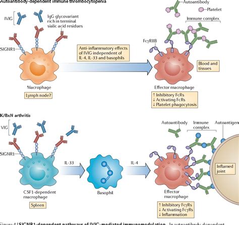 Intravenous immunoglobulin therapy: how does IgG modulate the immune system? | Semantic Scholar