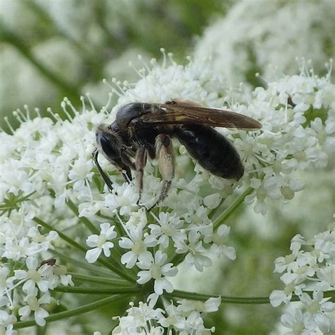 34 Types of Black Bees (Pictures And Identification Guide)