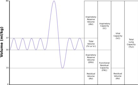 Lung volumes - Wikiwand