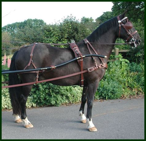 Single Harness - EQUIFOR | Carriage driving, Horses, Horse harness