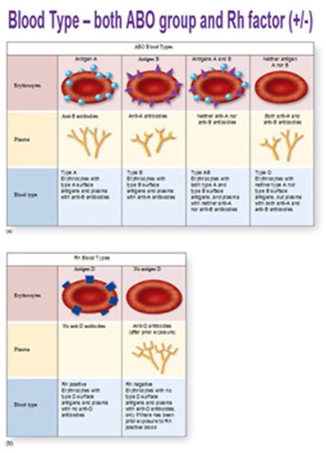 Blood Types - Mr. C's Biology Homepage