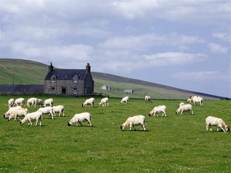 Grampian Farm, Near Rhynie, Scotland | Farm pictures, Sheep farm, Sheep and lamb